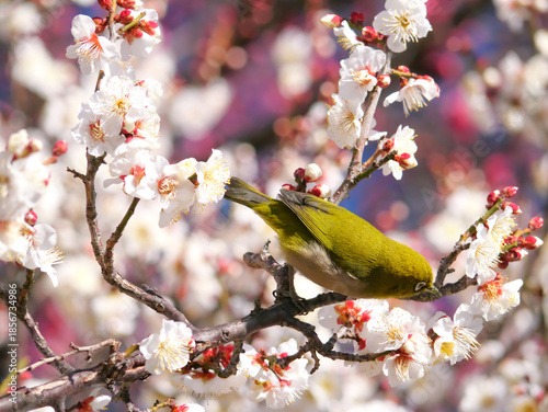 日本、冬、梅の蜜を探すメジロ