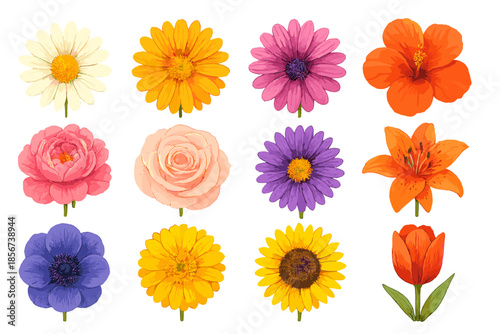 Collection of Twelve Different Colorful Flowers