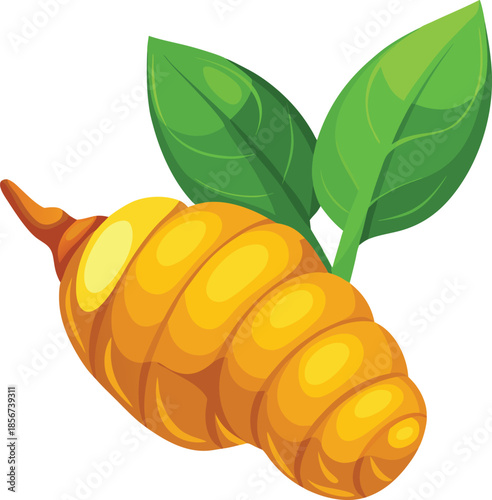 Turmeric tuber isolated on transparent white background 3