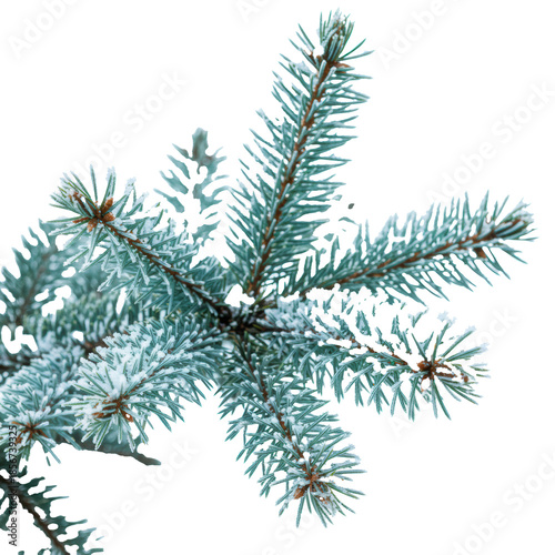 Vibrant bluish-green fir branch laden with soft white snow and sparkling frost crystals, ultra-photorealistic macro close-up, isolated on transparent with copy space, serene winter holiday concept