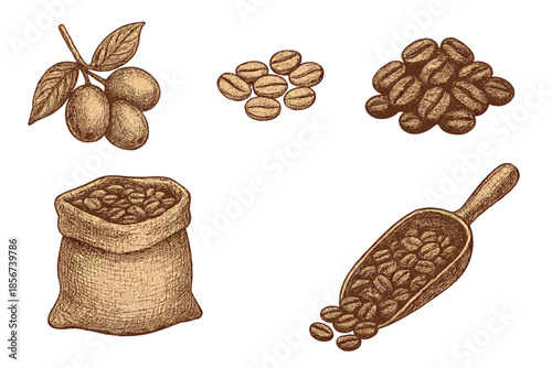 Coffee Beans and Berries Drawing