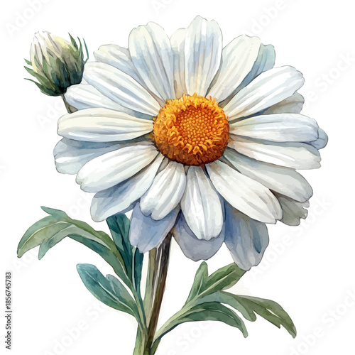 Leucanthemum Flower, detailed watercolor painting, isolated on a white background.