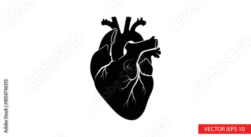 Black human heart anatomy illustration.