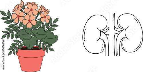 Potted flowering plant and human kidney illustration set combining botanical decor, healthcare anatomy, and medical concept visuals