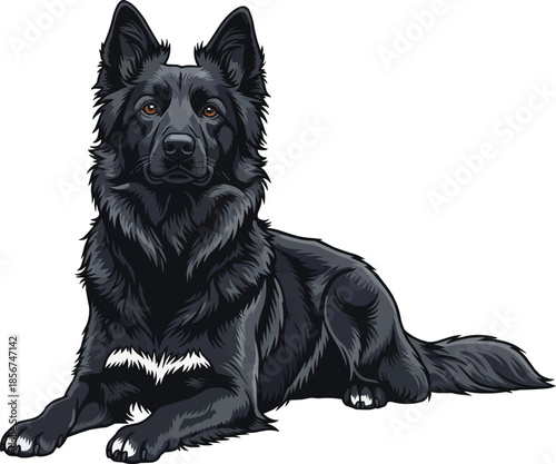 Mudi dog lying down attentive head raised facing front