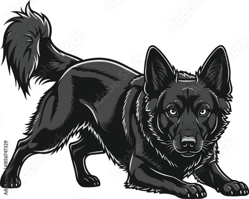 Mudi dog crouched alert herding stance focused pose