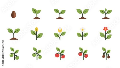 Plant Growth Stages from Seed to Fruit.