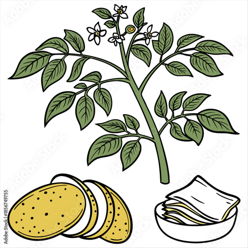  Potato chips vegetable potato plant