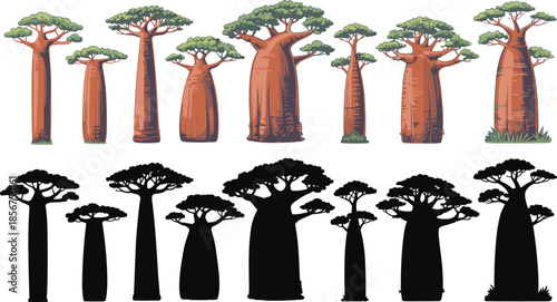Baobab tree illustrations set, African savanna plants, detailed colored and silhouette vector collection nature design