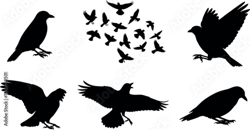 Collection of black bird silhouettes in various poses and flight