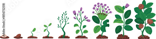 Plant growth stages illustration, seed to flowering lifecycle, botanical development process vector infographic design