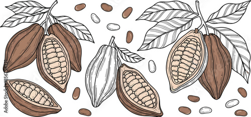 Cacao pods with leaves and beans on a white background cocoa chocolate