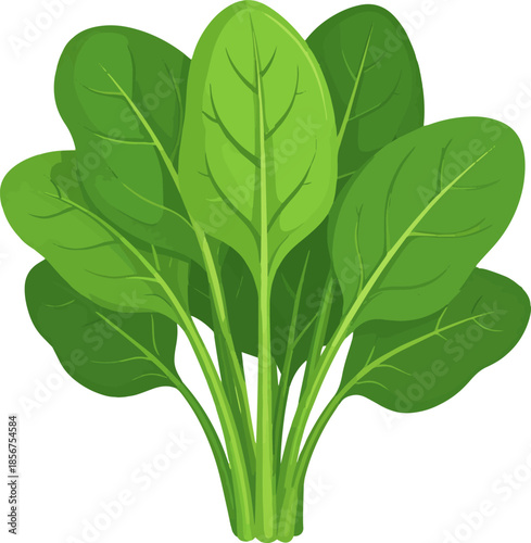 Fresh Bunch of Green Spinach Leaves Vector Illustration. Healthy Vegetable Food Icon Isolated on White Background for Recipe or Design Element.