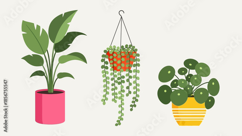 Collection of three different indoor houseplants in colorful pots.