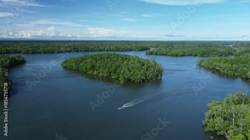 A beautiful aerial view from a boat on the river and the lush mangrove forest. The intertwined network of trees stands tall in the calm water, providing vital habitat and protecting the shoreline.