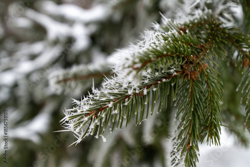 Close up of frost tipped evergreen branch