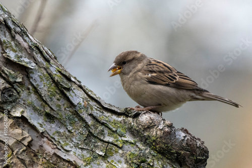 house sparrow