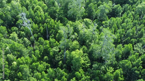 An aerial view looking down at green mangrove trees. A dense mangrove forest on the island of Papua, Indonesia.