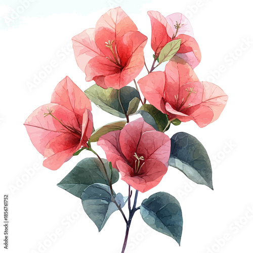 Bougainvillea Branch, watercolor vector portraying a joyful pose with colorful highlights, isolated on a white background.