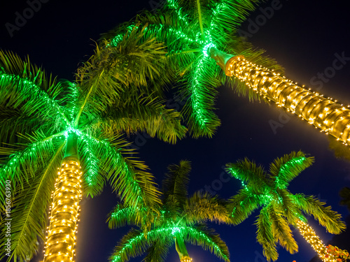 Looking up at the tops of palm trees with white and green christmas lights decorating the palm trees in Venice Florida USA