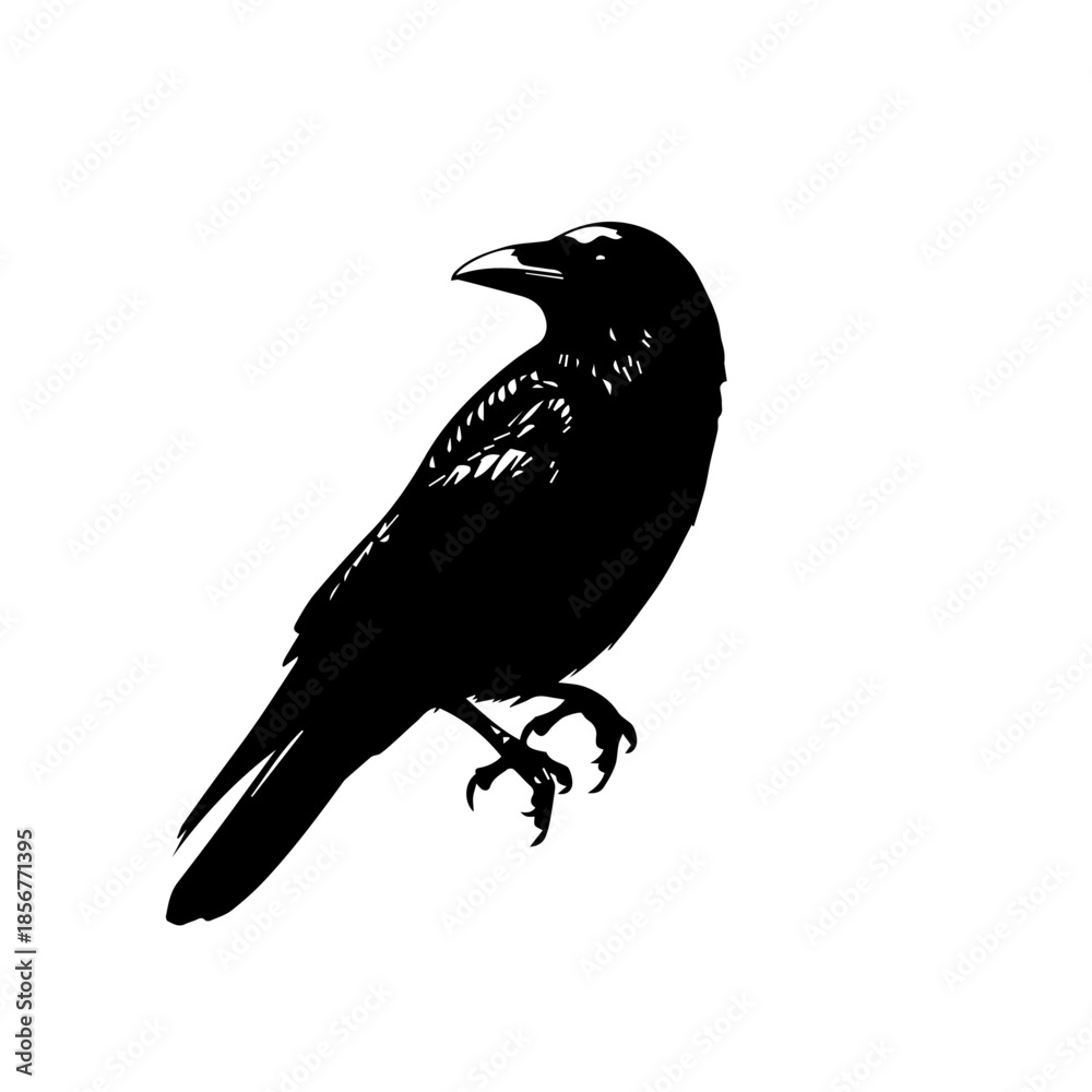 Fototapeta premium A stark black silhouette of a crow perched on an unseen surface against a plain white background.