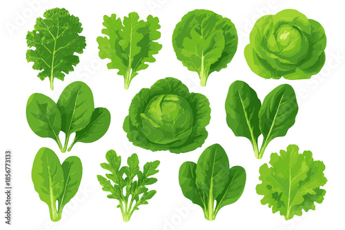 Collection of fresh green leafy vegetables and cabbage on a vibrant green background