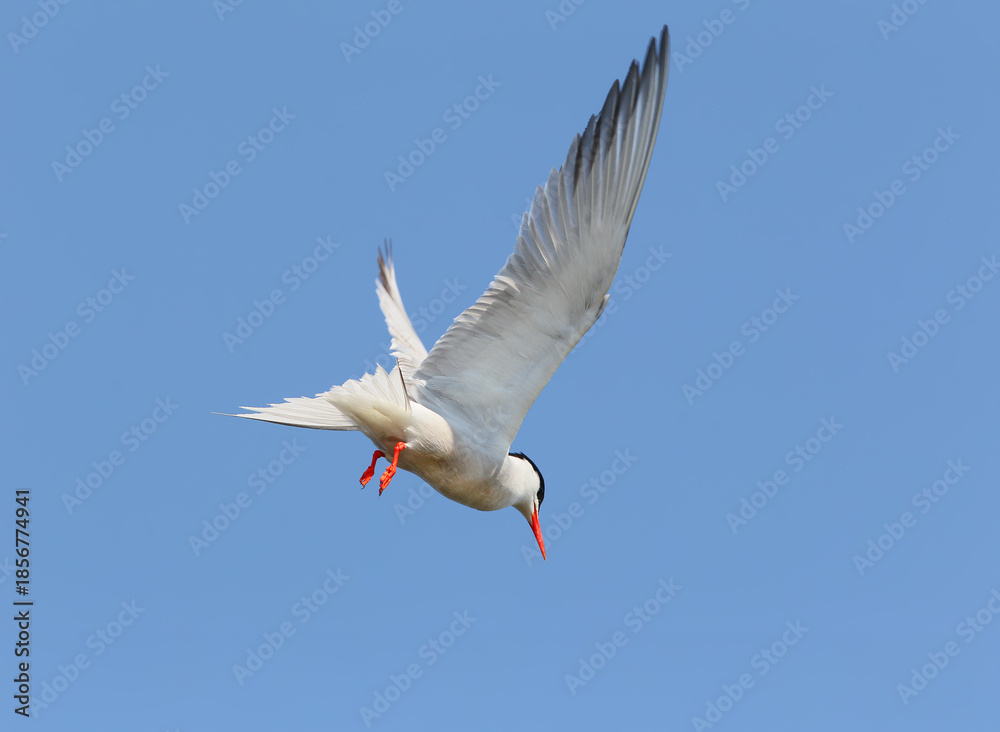Fototapeta premium Various common terns (Sterna hirundo) filmed in flight while fishing