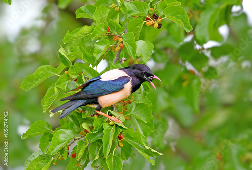 Tableau sur toile Adult male rosy starlings (Pastor roseus) photographed close-up on a mulberry tr