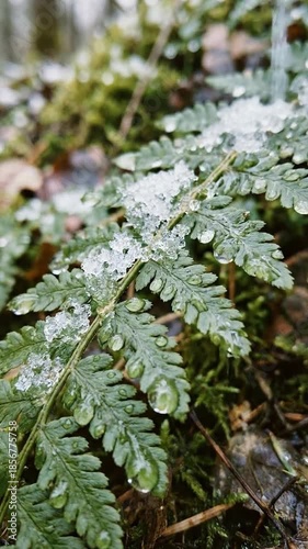 Vibrant Green Fern Frond Adorned with Melting Snow and Sparkling Water Droplets in a Serene Winter Forest Close-up
