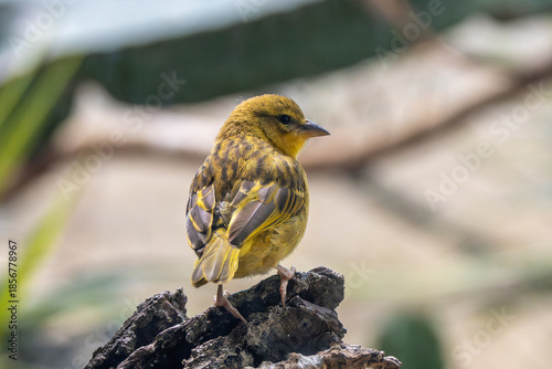 фотографія Taveta Golden Weaver (Ploceus castaneiceps) - Found in coastal riverine forests