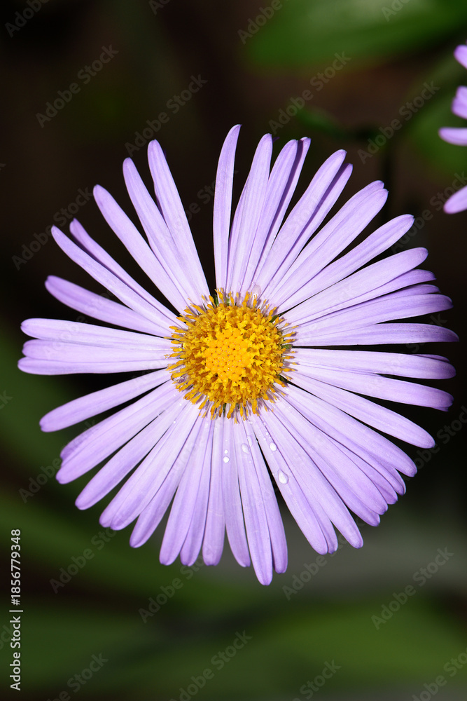 Obraz premium blue chamomile flowers. chamomile with drops after rain, morning dew, moisture on the petals. Beautiful blue flower on a blurred background. delicate purple chamomile with yellow pollen in the center