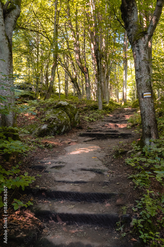 Fototapeta premium Ścieżka z kamiennych bloków biegnąca przez las