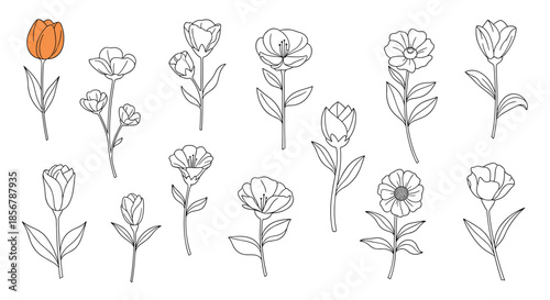 Sheet of simple line drawn flower sketches with one orange tulip standing out among the black and white floral illustrations.