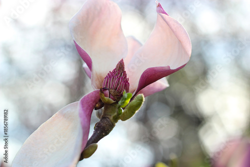 Lilac pistil of magnolia. A macro photograph capturing the intricate details of a magnolia flower's stamen and pistil. Stamen structure of a blooming Magnolia. Pink Magnolia bud