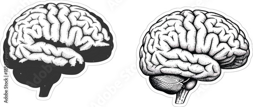 A 3d vector illustration of the human brain anatomy shows the cerebral organ and cerebellum isolated on white, representing medical science, neurology, and the power of the human mind and intellect