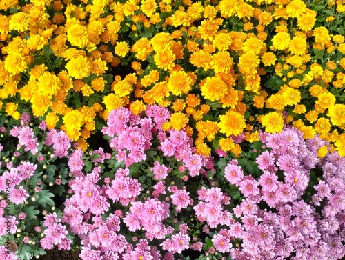 Photos The image shows yellow chrysanthemums, beautiful flowers with thick, sturdy petals that are durable and last for many days