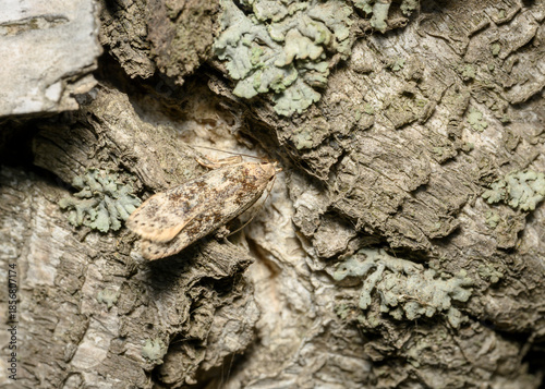 A close-up view of a forest moth masking on the bark of a tree