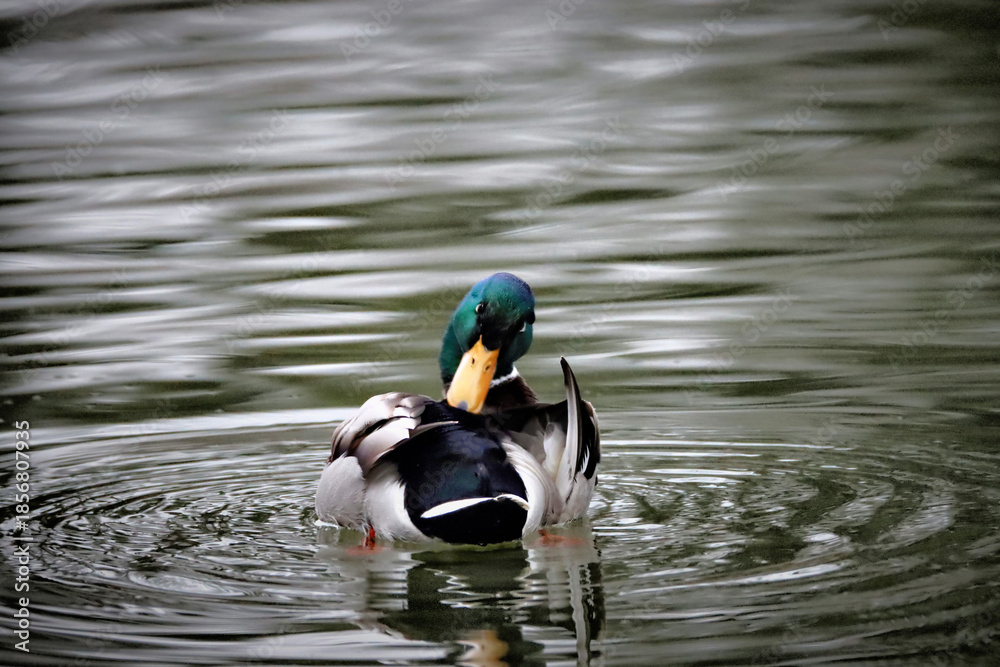 Fototapeta premium Ducking Around