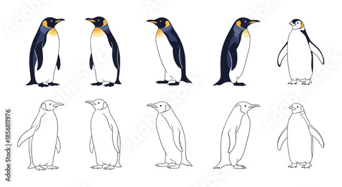 A detailed set of emperor penguin illustrations, showing five standing poses in full color and a corresponding line art version for each.