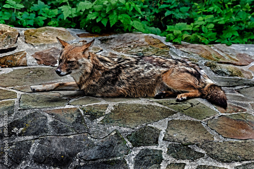 Golden jackal on the ground. Latin name - Canis aureus	