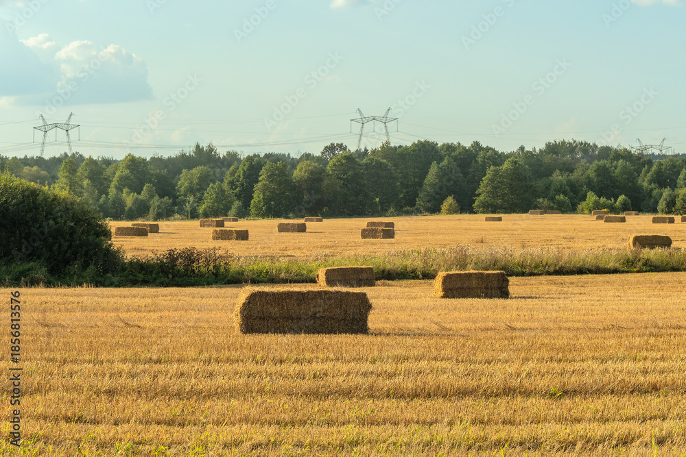 Fototapeta premium Hay bales scattered across harvested field. Golden hay bales on rural farmland after harvest with forest background. Agricultural landscape with rectangular hay bales on stubble field.