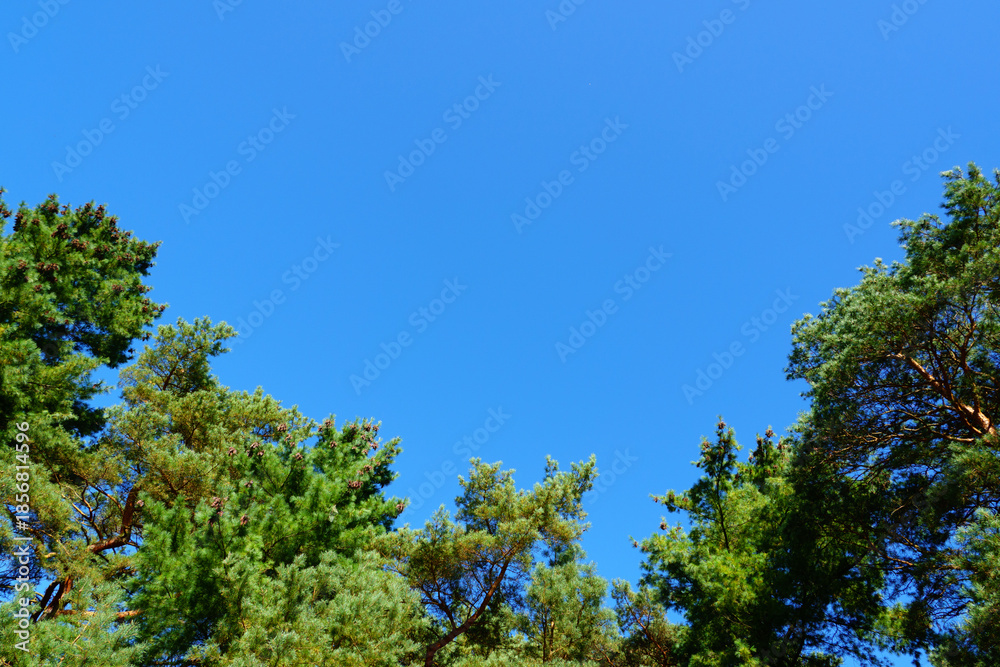 Obraz premium Pine trees with cone against a blue sky. Web banner