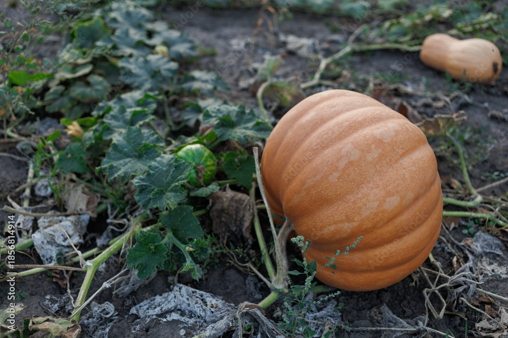 Fototapeta premium A pumpkin rests on the ground among green vines in a field during late afternoon light