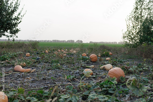 Pumpkins lie on the ground in a field with trees and grass in the background during the afternoon