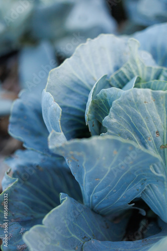 Cabbage leaves reveal their texture and color in a sunny afternoon garden