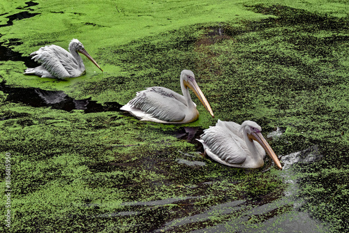 Three pelicans swimming in the pond