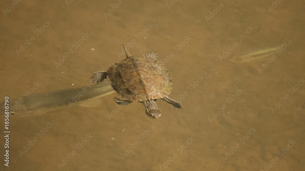 Obraz premium Peaceful turtle swimming through clear water, capturing calm motion and the beauty of marine life in its natural environment.
