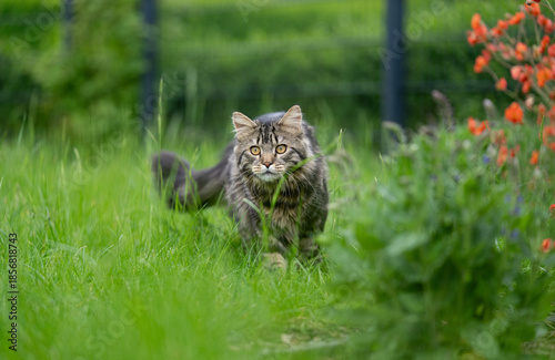 A tabby Maine Coon cat runs across a green meadow and looks curiously around. In the background, you can see the fence of the secured garden.