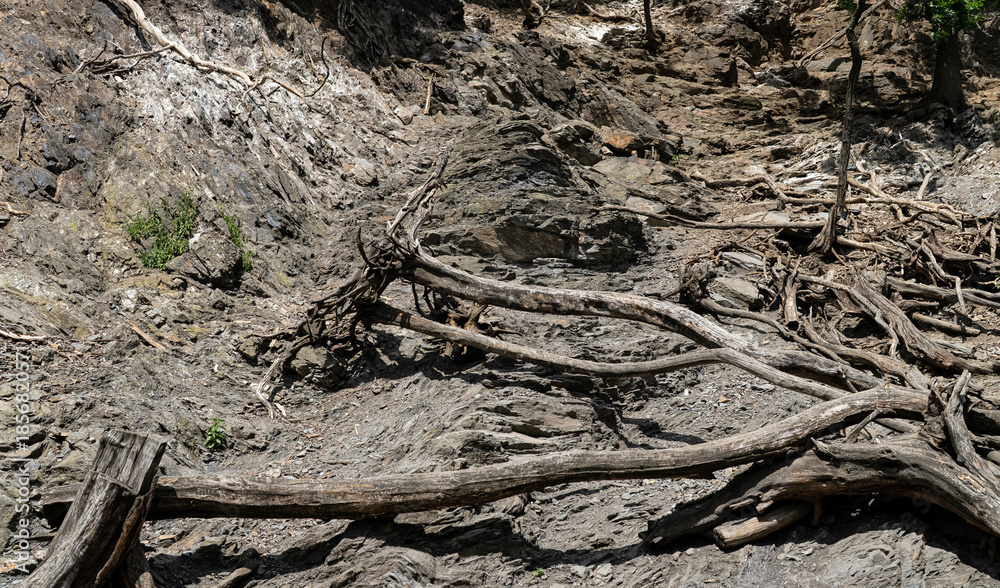 Fototapeta premium Tangled dry tree roots and fallen branches on a rocky mountain slope.