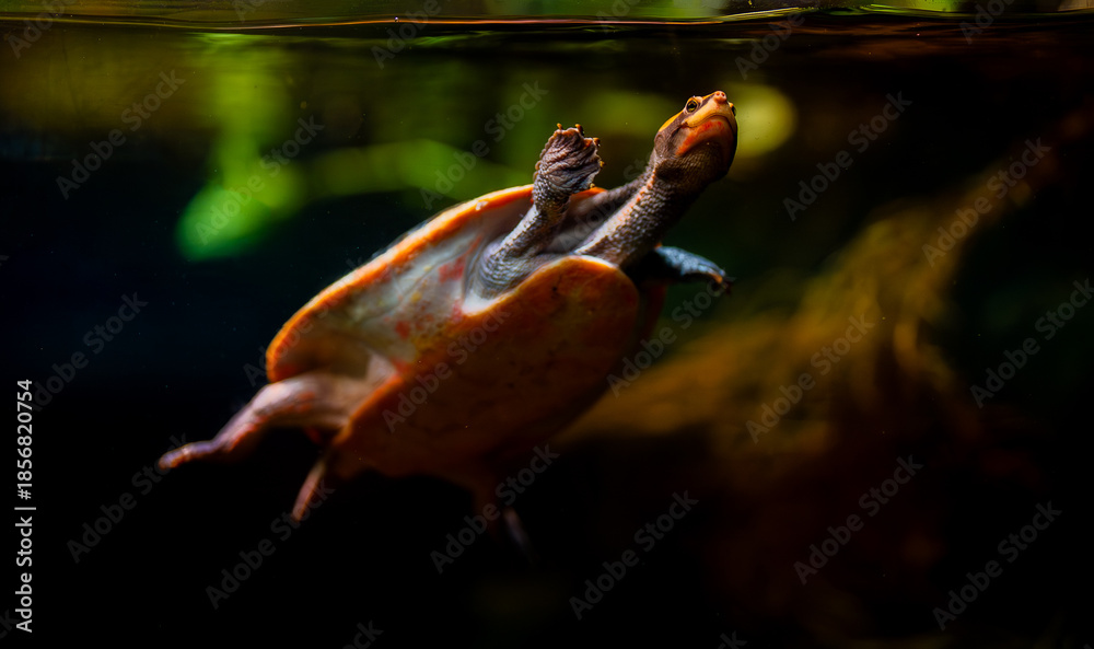 Fototapeta premium Red-bellied short-necked turtle swimming underwater in an aquarium.